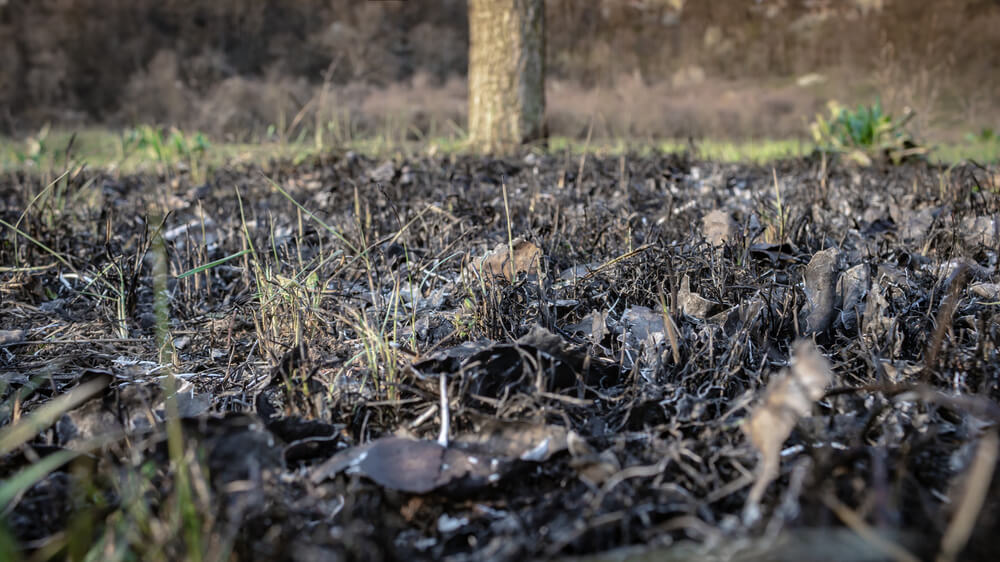 Burnt Grass