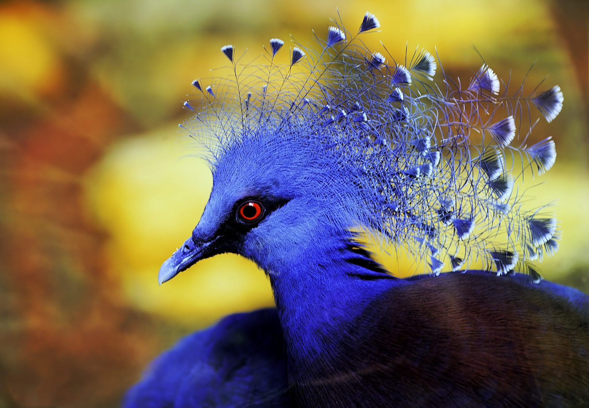 Trial Attorneys: Exotic Birds Among Pigeons